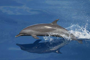 Яке місце проживання в дельфінах? Яке місце проживання в дельфінах?